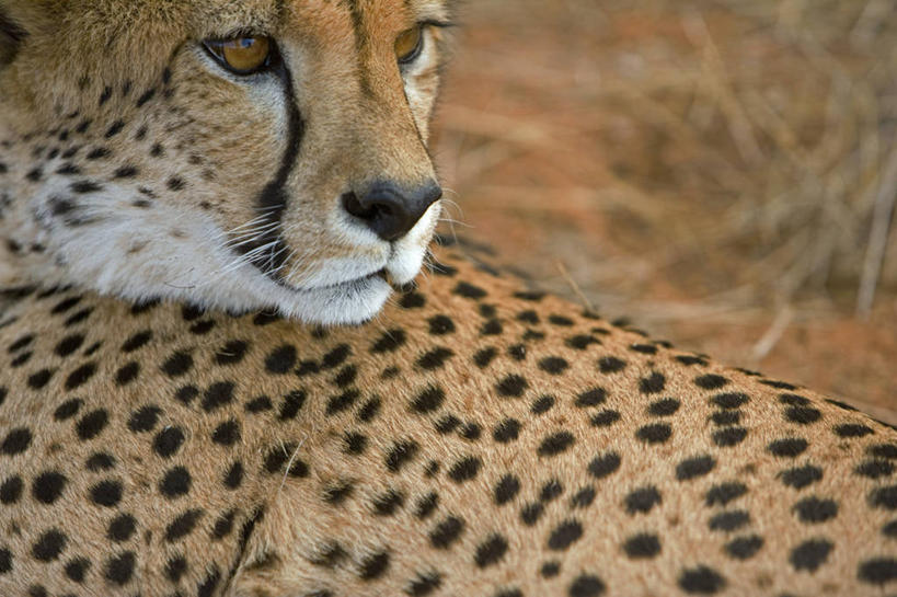 西方人,无人,吃,横图,室外,沙漠,欧洲,非洲,纳米比亚,黑人,欧洲人,自然,摄影,环境,野猫,纳米布沙漠,濒危物种,非洲人,猎豹,彩图,生态多样性