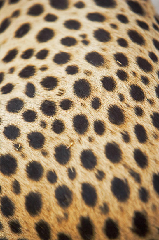 西方人,无人,吃,竖图,室外,沙漠,欧洲,非洲,纳米比亚,黑人,欧洲人,自然,摄影,环境,野猫,纳米布沙漠,濒危物种,非洲人,猎豹,彩图,生态多样性