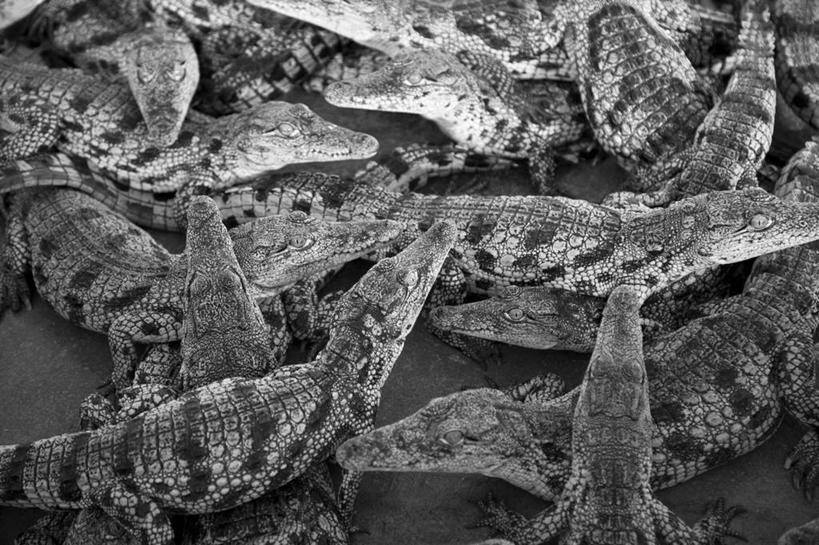 西方人,无人,横图,鳄鱼,野生动物,欧洲,非洲,纳米比亚,黑人,欧洲人,动物,摄影,尼罗鳄,非洲人,彩图