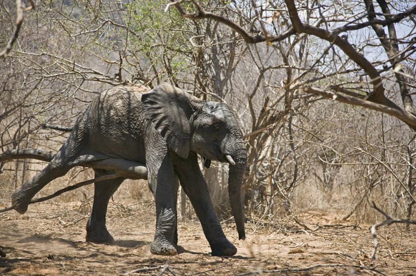 无人,横图,室外,野生动物,非洲,肯尼亚,树,动物,抓,摄影,国家公园,孤儿,象,彩图,动物行为