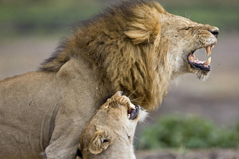 无人,横图,室外,野生动物,狮子,非洲,坦桑尼亚,咆哮,雌狮,捕食,动物,摄影,考古学,国家公园,交配,鬃毛,彩图,动物行为
