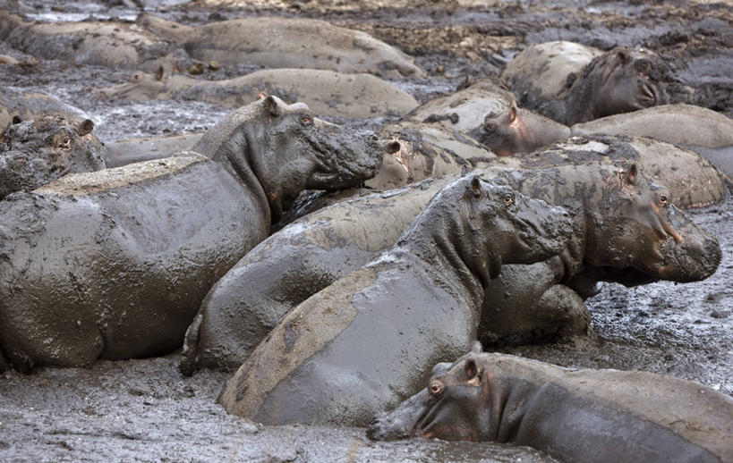 无人,横图,室外,河流,河马,野生动物,非洲,坦桑尼亚,动物,摄影,考古学,泥,国家公园,彩图,动物行为