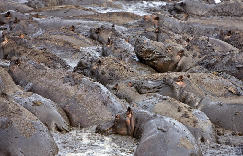 无人,横图,室外,河流,河马,野生动物,非洲,坦桑尼亚,动物,摄影,考古学,泥,国家公园,彩图,动物行为