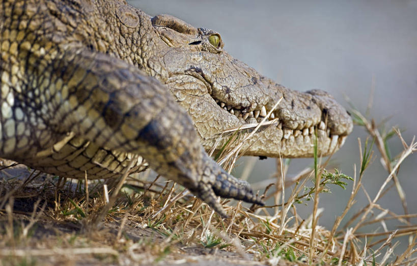 无人,横图,室外,河流,鳄鱼,野生动物,非洲,坦桑尼亚,捕食,动物,摄影,国家公园,尼罗鳄,危险,彩图