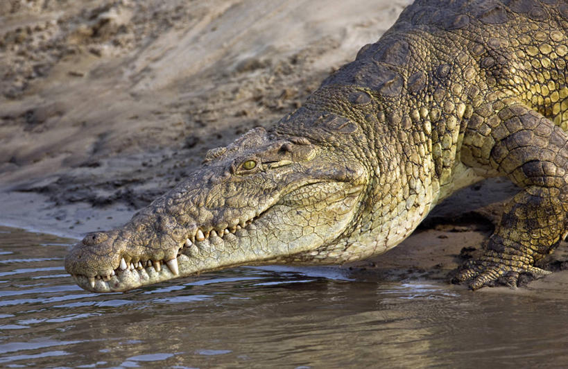 无人,横图,室外,鳄鱼,野生动物,非洲,坦桑尼亚,捕食,河岸,动物,摄影,国家公园,尼罗鳄,危险,彩图