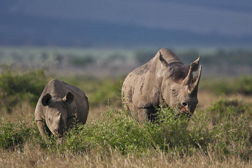 无人,横图,野生动物,象牙,非洲,肯尼亚,长牙,非洲象,动物,摄影,东非,象,彩图,马赛马拉国家保护区