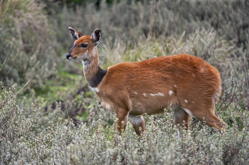 无人,横图,室外,野生动物,非洲,肯尼亚,动物,摄影,东非,南非林羚,彩图