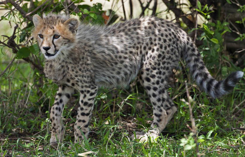 无人,横图,豹子,野生动物,非洲,肯尼亚,捕食,动物,平衡,摄影,幼兽,金钱豹,印度豹,凶猛,机敏,文豹,东非,残暴,凶残,猎豹,花豹,豹,彩图,马赛马拉国家保护区