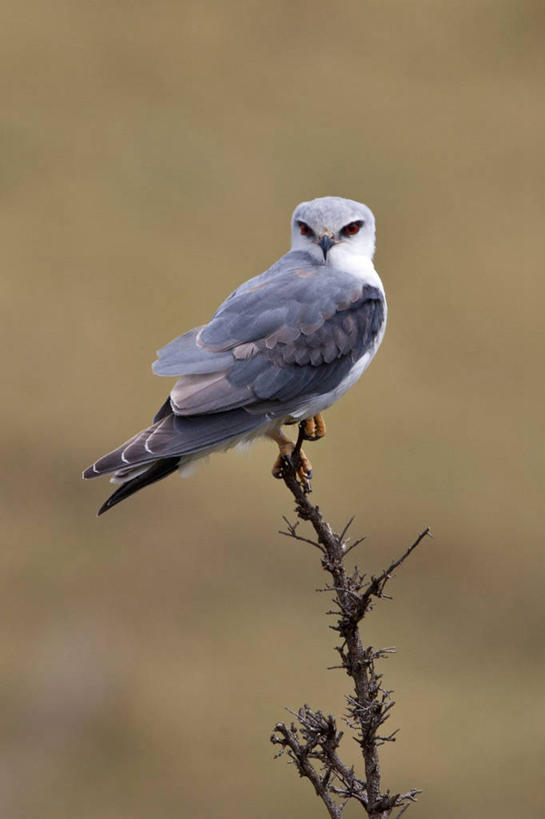 无人,竖图,鸟,野生动物,非洲,肯尼亚,鸟类,动物,摄影,凶猛,猎鹰,隼,东非,猎隼,残暴,凶残,鸮,彩图,马赛马拉国家保护区