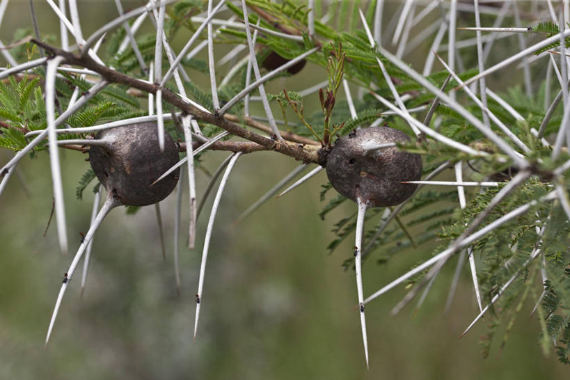 无人,横图,非洲,肯尼亚,蚂蚁,树,摄影,荆棘,东非,金合欢树,彩图