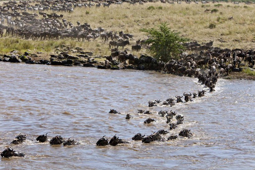 游泳,无人,横图,室外,斑马,野生动物,肯尼亚,羚羊,摄影,迁徙,非洲大羚,彩图,马赛马拉国家保护区