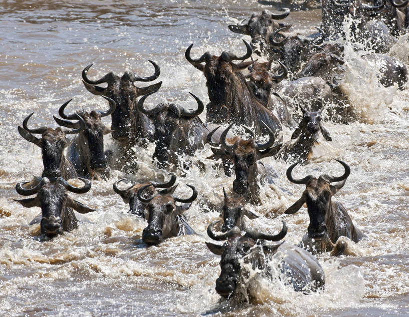 游泳,无人,横图,室外,野生动物,肯尼亚,羚羊,摄影,迁徙,非洲大羚,彩图,马赛马拉国家保护区