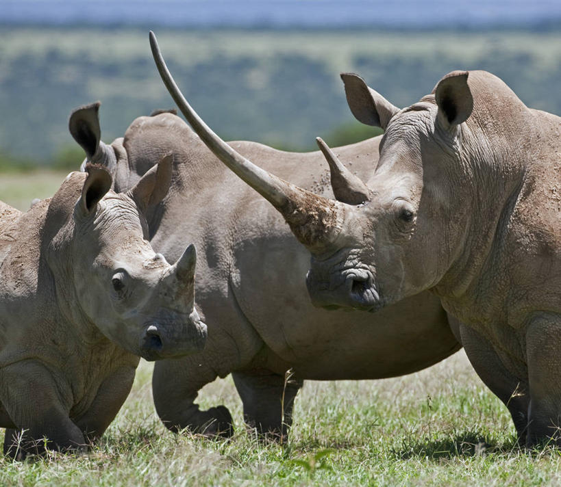 无人,横图,野生动物,非洲,肯尼亚,动物,摄影,白犀牛,犀牛,彩图