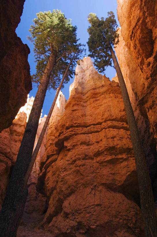 无人,横图,哺乳动物,野生动物,非洲,肯尼亚,昆虫,动物,摄影,小牛,益虫,白犀牛,犀牛,彩图