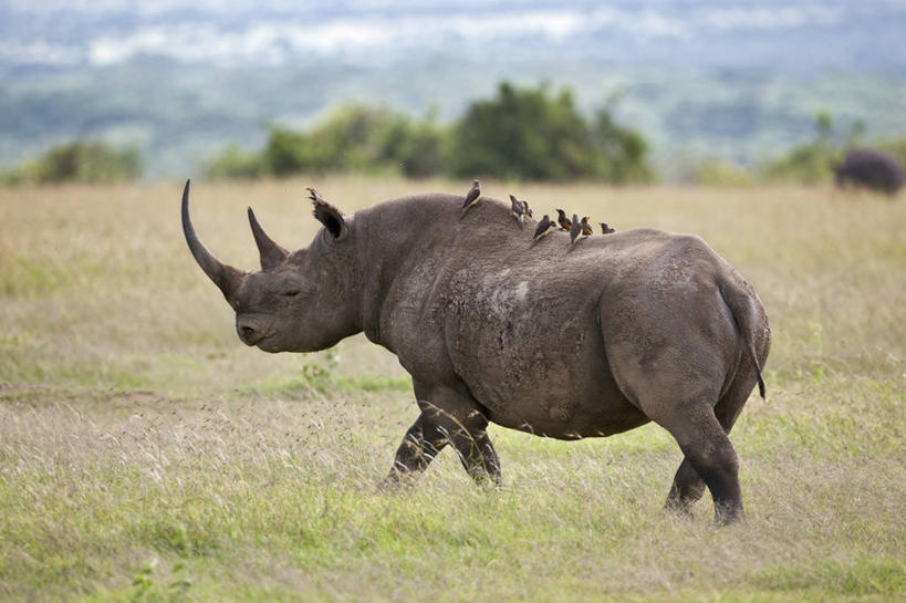 无人,横图,哺乳动物,野生动物,非洲,肯尼亚,昆虫,动物,摄影,小牛,益虫,白犀牛,犀牛,彩图