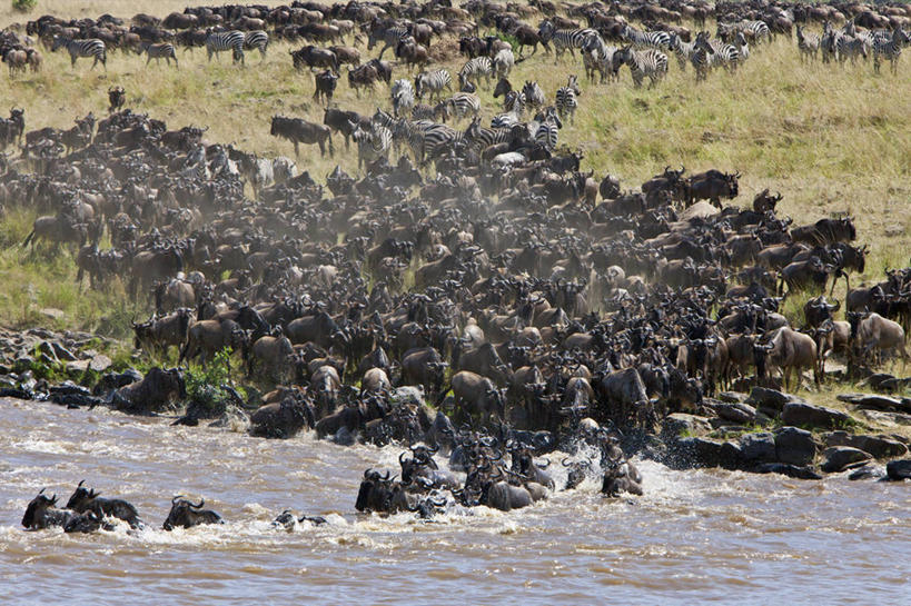 游泳,无人,竖图,室外,野生动物,肯尼亚,羚羊,摄影,迁徙,非洲大羚,彩图,马赛马拉国家保护区