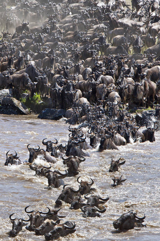 游泳,无人,竖图,室外,野生动物,肯尼亚,羚羊,摄影,迁徙,非洲大羚,彩图,马赛马拉国家保护区