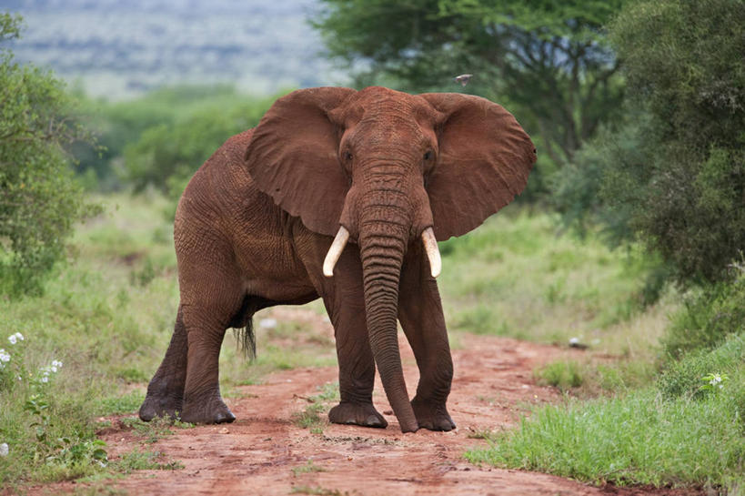 无人,横图,室外,野生动物,蝴蝶,非洲,肯尼亚,黄色,摄影,喂养,彩图