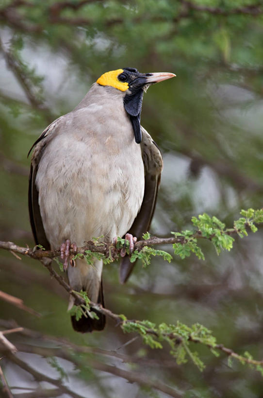无人,竖图,室外,鸟,野生动物,肯尼亚,鸟类,动物,可爱,摄影,活泼,八哥,鸲鹆,金合欢树,彩图