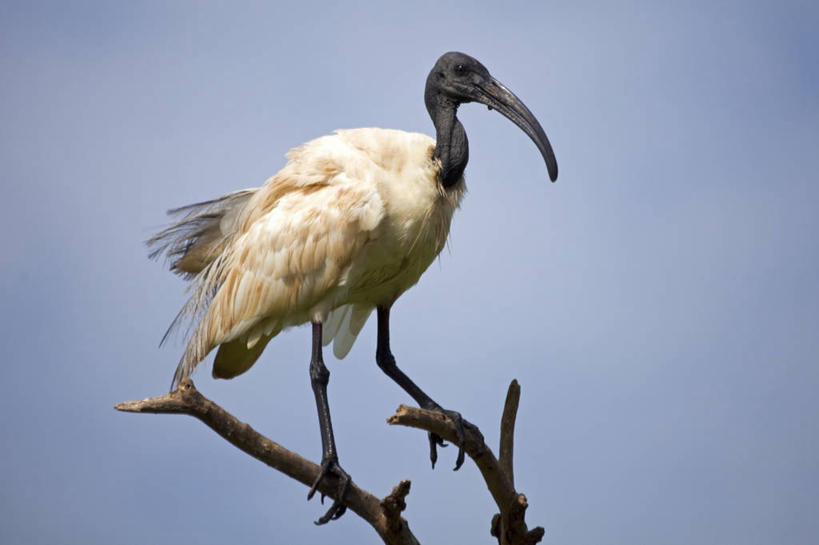 无人,横图,室外,野生动物,印度,亚洲,摄影,国家公园,朱鹭,卡纳塔克邦,印度次大陆,彩图