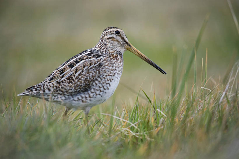 无人,横图,室外,旅游,度假,日落,酒店,环保,风力,棚,黄色,黄昏,橙色,大西洋,摄影,能源,回收,资源,剪影,户外活动,利用,低碳,循环,替代能源,涡轮,持续,福克兰群岛,海狮岛,风轮机,彩图,旅行