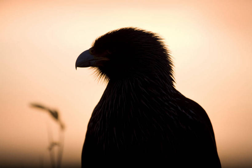 无人,横图,室外,特写,日落,野生动物,羽毛,鸟类,捕食,黄色,自然,黄昏,动物,橙色,大西洋,摄影,肖像,剪影,喙,机敏,福克兰群岛,海狮岛,彩图,旅行,好奇心