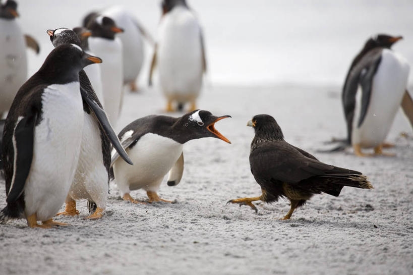 无人,横图,室外,通讯,海洋,企鹅,野生动物,鸟类,捕食,自然,动物,大西洋,摄影,打斗,进攻,勇气,巴布亚企鹅,福克兰群岛,海狮岛,海滩,彩图,旅行,动物行为,好奇心