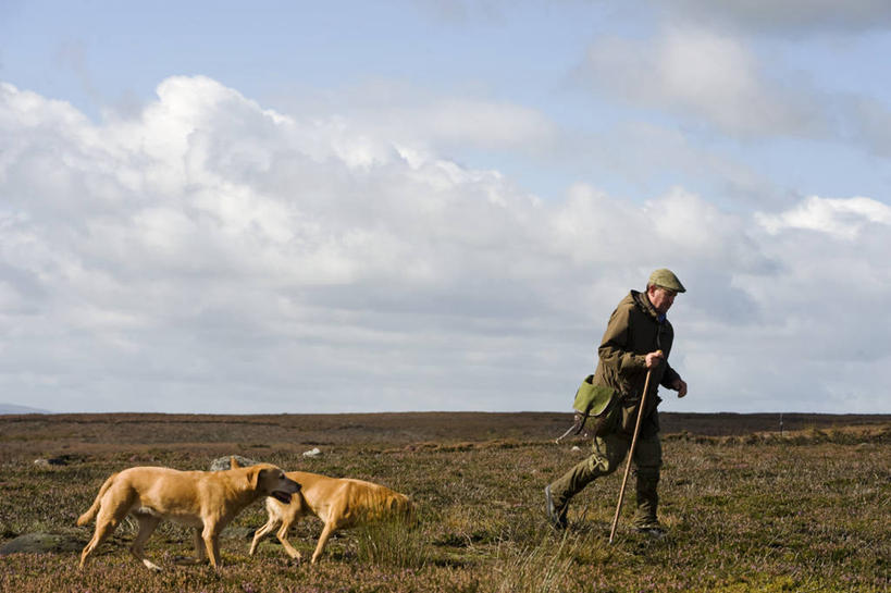 无人,横图,全景,射击,野生动物,英国,英格兰,摄影,考古学,约克郡,红松鸡,彩图