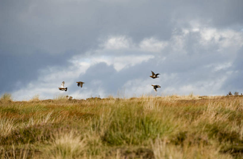 无人,横图,射击,野生动物,英国,英格兰,摄影,考古学,约克郡,红松鸡,彩图