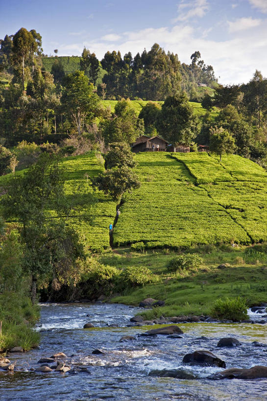 无人,农场,竖图,室外,农业,河流,山,非洲,肯尼亚,茶叶,绿色,摄影,彩图,旅行