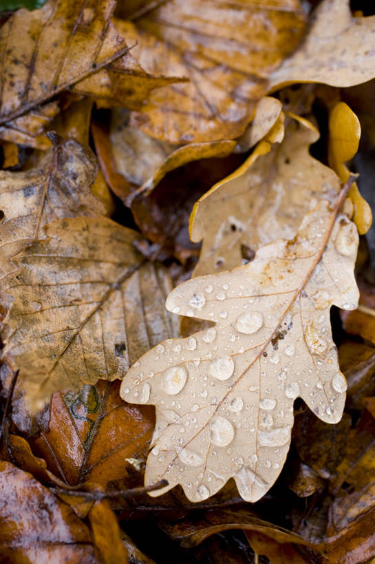 成年人,商店,横图,特写,时尚,城市,英国,首都,现代,摄影,生活方式,诺丁山,女人,彩图
