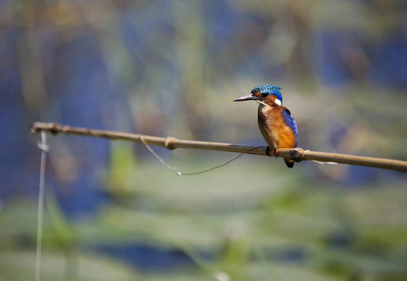 无人,横图,室外,水,翠鸟,野生动物,非洲,埃塞俄比亚,鸟类,蓝色,自然,动物,摄影,观看,钓竿,彩图,钓鱼