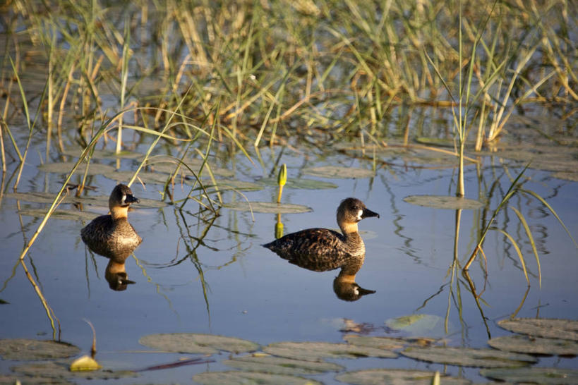 成年人,人群,横图,沙漠,路,非洲,埃塞俄比亚,泥土,骆驼,红色,摄影,牲畜,干的,单峰骆驼,男人,步行,彩图