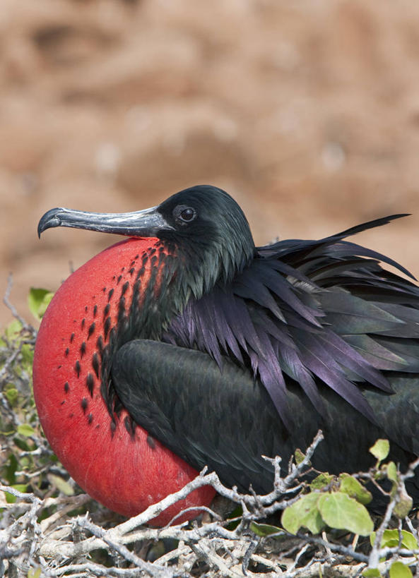 无人,横图,野生动物,蜥蜴,厄瓜多尔,鬣蜥,自然,动物,南美,摄影,巨大,庞大,观看,拉丁美洲,石龙子,泉龙,猪婆蛇,四脚蛇,蜴,加拉帕戈斯群岛,宏大,硕大,伟大,陆鬣蜥,史前时代,北西摩岛,美国人,彩图,旅行