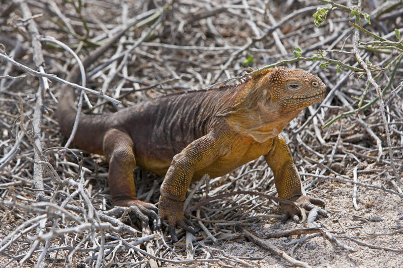 无人,横图,野生动物,蜥蜴,厄瓜多尔,鬣蜥,自然,动物,南美,摄影,巨大,庞大,观看,拉丁美洲,石龙子,泉龙,猪婆蛇,四脚蛇,蜴,加拉帕戈斯群岛,宏大,硕大,伟大,陆鬣蜥,史前时代,北西摩岛,美国人,彩图,旅行