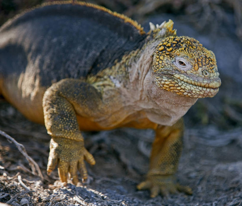 无人,横图,野生动物,蜥蜴,厄瓜多尔,鬣蜥,自然,动物,南美,摄影,巨大,庞大,观看,拉丁美洲,石龙子,泉龙,猪婆蛇,四脚蛇,蜴,加拉帕戈斯群岛,宏大,硕大,伟大,陆鬣蜥,史前时代,北西摩岛,美国人,彩图,旅行