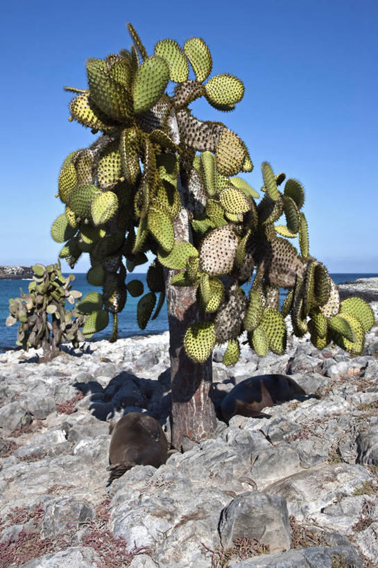 无人,竖图,植物,仙人掌,海狮,野生动物,厄瓜多尔,树,自然,南美,摄影,拉丁美洲,加拉帕戈斯群岛,美国人,彩图,旅行