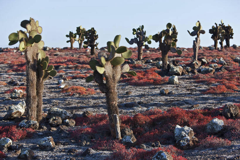 无人,横图,龟,野生动物,厄瓜多尔,自然,动物,素食,南美,摄影,巨大,庞大,拉丁美洲,圆顶建筑,加拉帕戈斯群岛,宏大,硕大,伟大,圣克鲁斯岛,美国人,彩图,旅行