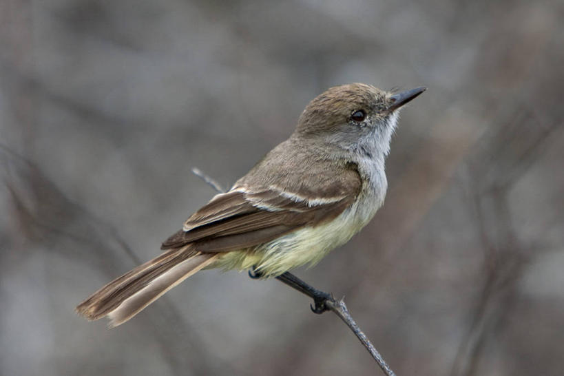 无人,横图,海鸟,野生动物,信天翁,厄瓜多尔,鸟类,小鸟,挥手,自然,动物,南美,摄影,巨大,庞大,观看,拉丁美洲,加拉帕戈斯群岛,宏大,硕大,伟大,美国人,彩图,旅行