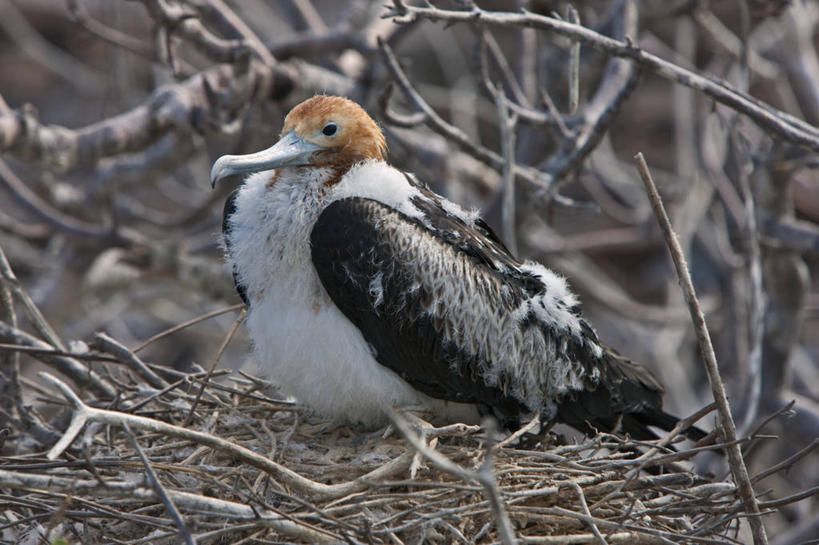 无人,横图,海鸟,野生动物,厄瓜多尔,鸟类,鸟巢,自然,动物,南美,摄影,观看,拉丁美洲,军舰鸟,加拉帕戈斯群岛,大军舰鸟,美国人,彩图,旅行