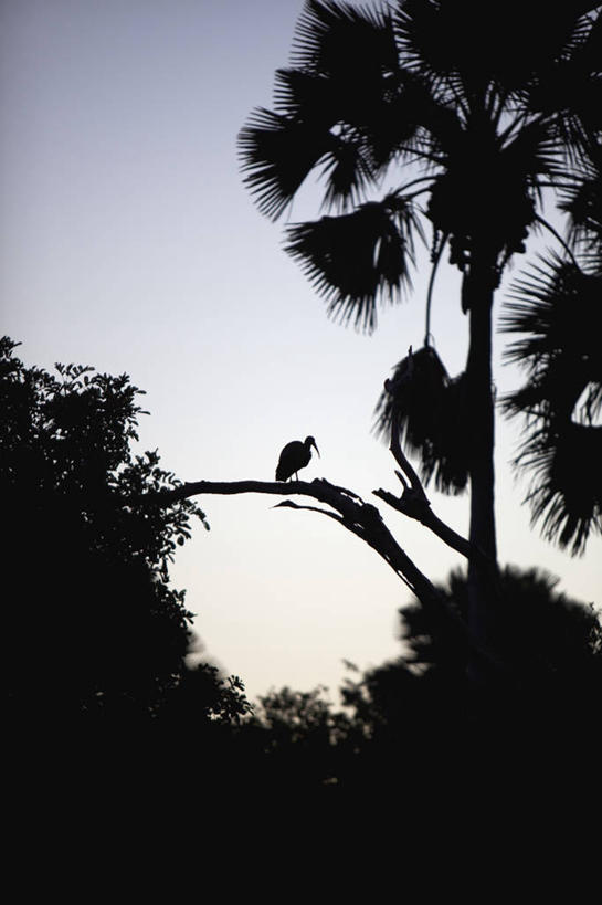 无人,竖图,室外,日出,河流,非洲,马拉维,鸟类,黎明,树,摄影,剪影,白朱鹭,朱鹭,彩图,旅行