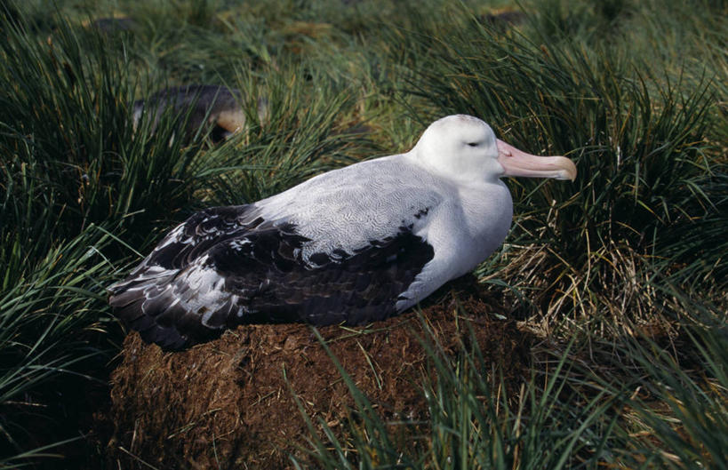 无人,横图,海鸟,信天翁,鸟类,鸟巢,大西洋,摄影,南乔治亚岛,漂泊信天翁,彩图