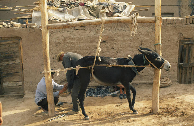 儿童,竖图,室外,商务,西瓜,水果,亚洲,市场,切块,货摊,工人,摄影,清新,贩卖,贸易,喀什,男孩,员工,彩图,匠人,劳动者,体力工,维吾尔族,街市