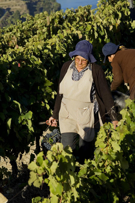 葡萄酒,成年人,两个人,农场,竖图,室外,河流,葡萄,日光,葡萄牙,欧洲,山谷,葡萄园,藤蔓,摄影,收获,运送,装货,种植园,伊比利亚半岛,藤蔓植物,女人,彩图,斗罗河