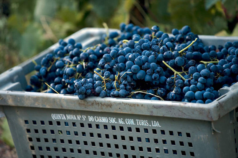 葡萄酒,成年人,一个人,农场,微笑,竖图,室外,快乐,采摘,河流,葡萄,葡萄牙,欧洲,仅一个女性,篮子,山谷,葡萄园,藤蔓,摄影,收获,装货,种植园,伊比利亚半岛,藤蔓植物,女人,彩图,斗罗河