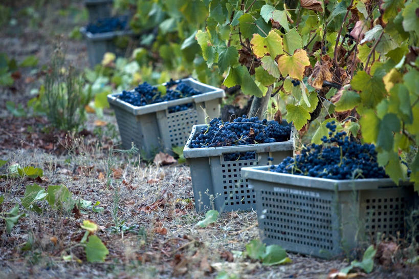 葡萄酒,无人,游泳池,农场,横图,室外,度假,农业,山,水,酒店,葡萄,日光,葡萄牙,欧洲,地面,山谷,葡萄园,藤蔓,摄影,收获,华贵,种植园,伊比利亚半岛,藤蔓植物,彩图,斗罗河
