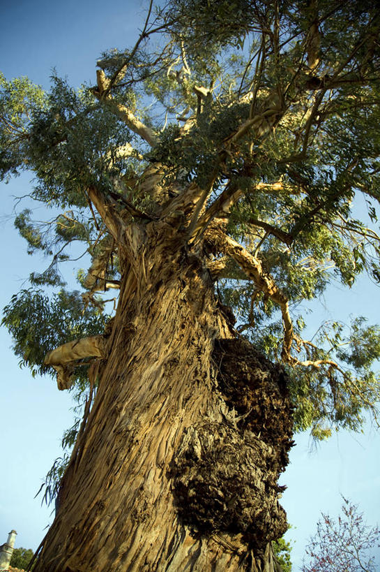 无人,竖图,葡萄牙,欧洲,树皮,枝,树,树干,摄影,巨大,庞大,桉树,宏大,硕大,伟大,阿连特茹,彩图