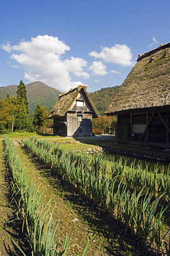 东方人,无人,家,菜园,竖图,室外,植物,建筑,蔬菜,日本,亚洲,日本文化,房屋,屋顶,屋子,草屋,乡村,地面,顶棚,住宅,花,自然,地标建筑,茅草屋,摄影,住房,东亚,本州,岐阜县,农舍,彩图,房子,茅舍,茅屋,小屋,名声,白川