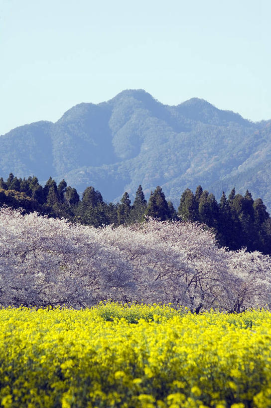 东方人,无人,竖图,室外,美景,山,山脉,樱花,日本,亚洲,日本文化,地形,景观,田地,樱桃树,花朵,黄色,自然,春天,油菜花,景色,季节,摄影,堆,自然风光,东亚,九州,宫崎县,彩图