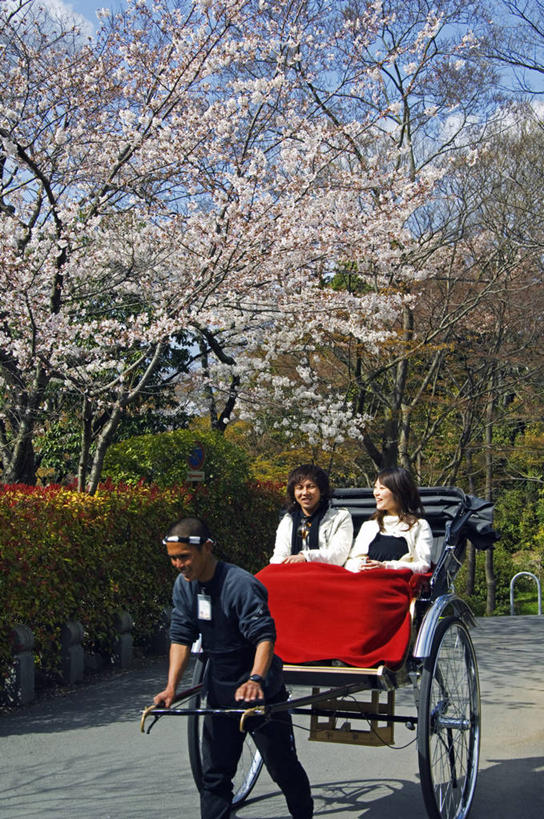 公园,竖图,烹饪,出租车,樱花,日本,亚洲,日本文化,料理,食品,历史,菜肴,美食,食物,运输,摄影,佳肴,京都府,保护,东亚,本州,本州岛,日本国,近畿地方,近畿,京都市,彩图,旅行,伴侣,传统文化,联合国教科文组织